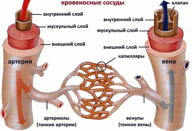 Где артериальная кровь становится венозной. Артериальная и венозная кровь, кровеносная система, круги кровообращения
