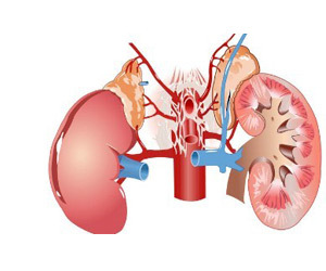 Креатинин в крови повышен: причины отклонения от нормы и способы снижения уровня креатинина
