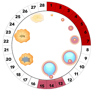 Гормон ФСГ в крови - Повышенный гормон ФСГ у женщин в лаборатории Lab4U