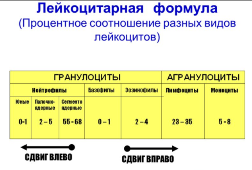 Расшифровка лейкоцитарной формулы крови