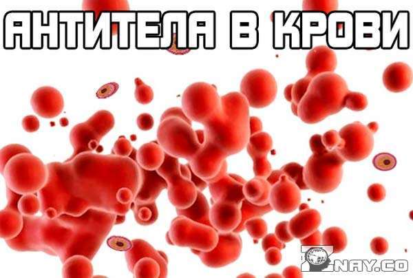 Антитела в крови: что это значит, норма в анализах. Если иммуноглобулины (антитела) повышены или понижены