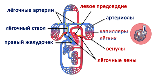 Работа сердца и сосудов. Систола и диастола в строении сердца.