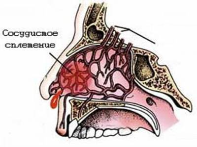 Клиническая анатомия носа. Кровоснабжение полости носа