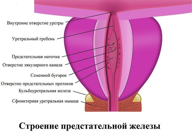 Спеман и его аналоги: Трибестан, Спематон, Спермактин и Спеман форте для мужчин