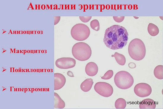 Эритроциты. Строение и состав эритроцитов