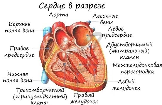 Из левого желудочка вытекает кровь | Наше сердце