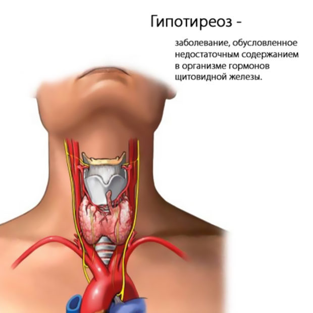 Норма ттг у женщин (таблица норм ттг по возрасту)