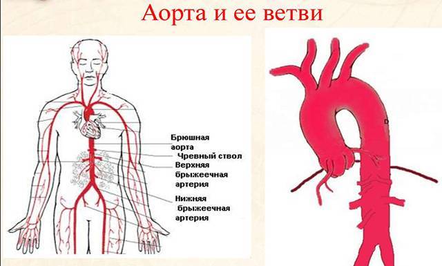 Атеросклероз аорты и алкоголь