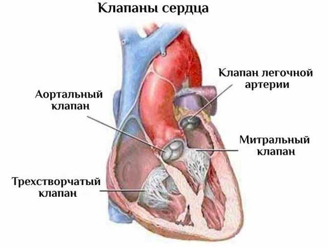 Сердце человека: анатомическое строение, функции, принцип работы