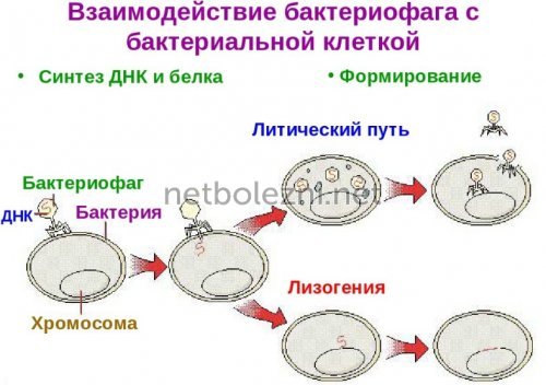 Бактериофаг аналоги цена отзывы инструкция по применению - Аналоги лекарств