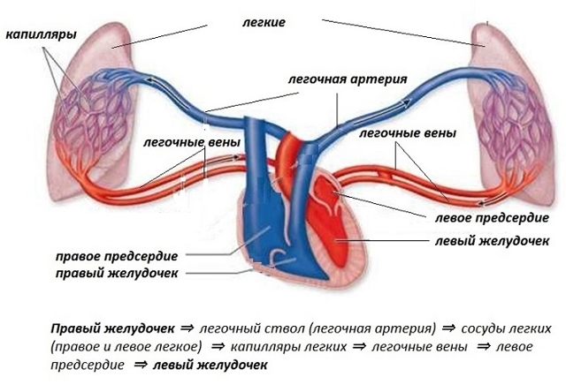 Анатомия: Малый круг кровообращения.