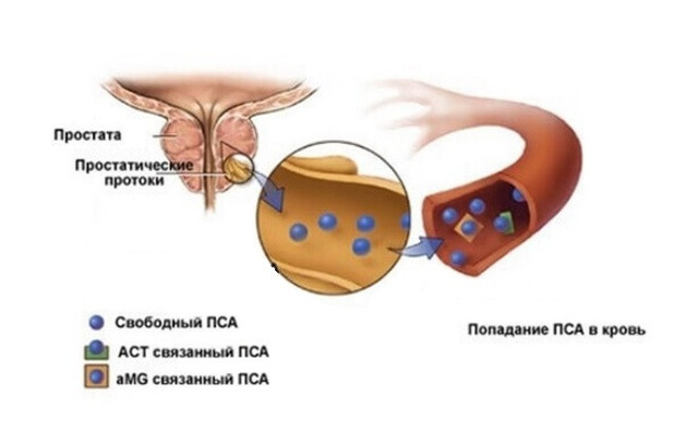 Анализ крови ПСА — что это такое? Расшифровка и норма
