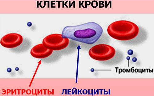 Норма СОЭ в крови у мужчин, женщин и детей по возрасту. Таблица. СОЭ выше нормы