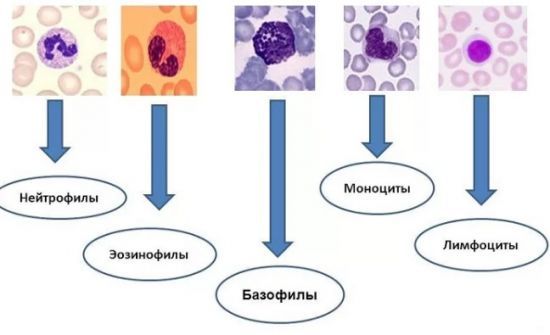 Повышены лимфоциты в крови что это значит у взрослого