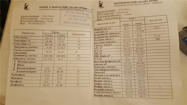 Норма АЛТ и АСТ в анализах крови у женщин