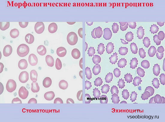 Эритроциты. Строение и состав эритроцитов