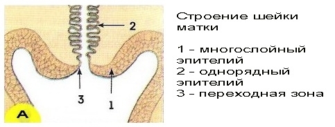 Онкоцитология шейки матки - мазок на онкоцитологию. Цитограмма воспаления с расшифровкой