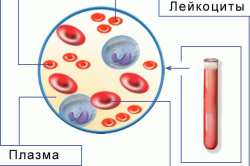 Процесс обновления крови особенности женского и мужского организма. - Энциклопедия Здоровья