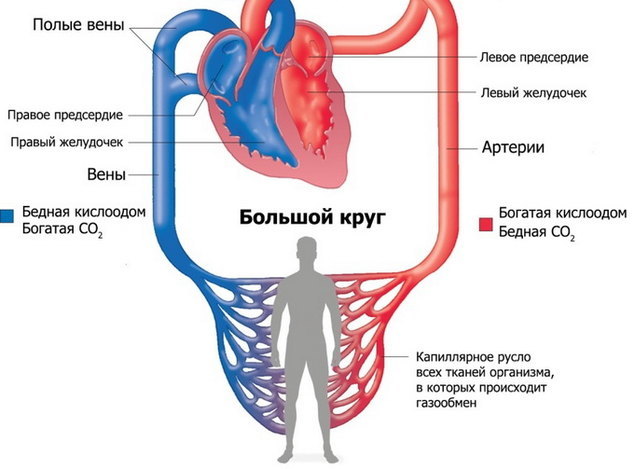 Что такое Сердце человека?