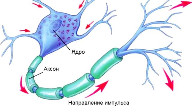 Определение электролитов крови и мочи - Биохимические методы исследования