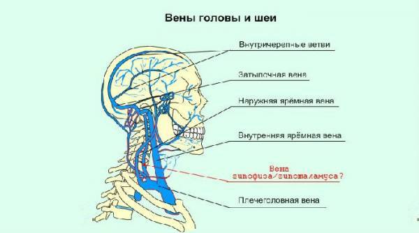 Эктазия внутренней яремной вены что это такое