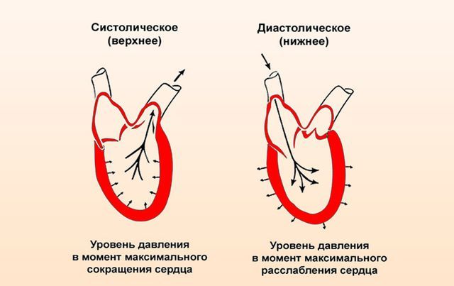 Что такое систолическое и диастолическое давление