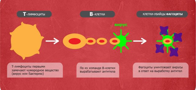 Нейтропения и ее причины. Лекарственная нейтропения