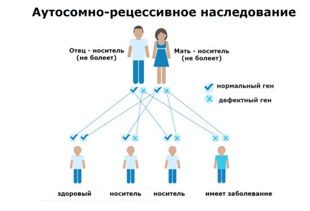Серповидноклеточная анемия и типы ее наследования.