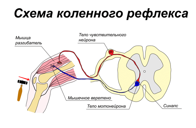 Начальные проявления недостаточности кровоснабжения головного мозга - психотерапевт Голубев М.В.