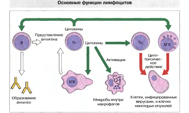 Понижены лимфоциты в крови у ребенка: причины, низкий уровень
