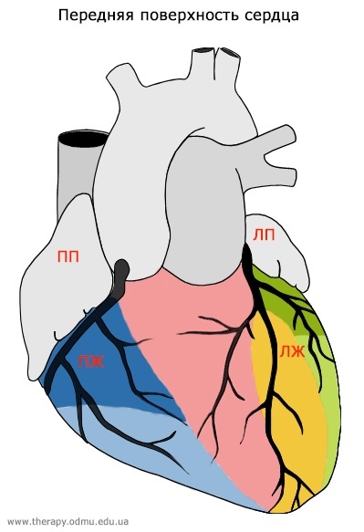 Стандартные отведения от конечностей - 1,2,3