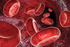 Общий (развернутый) анализ крови: что показывает, как сдавать