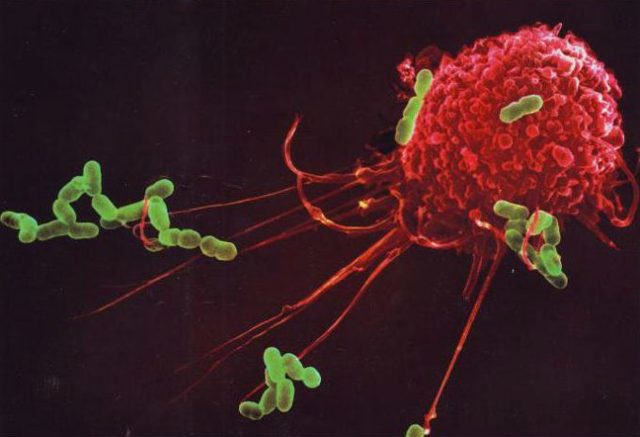 Если палочкоядерные нейтрофилы 0 у взрослого – о чем это говорит. Почему у ребенка повышены сегментоядерные и палочкоядерные нейтрофилы: причины высоких показателей в анализе крови