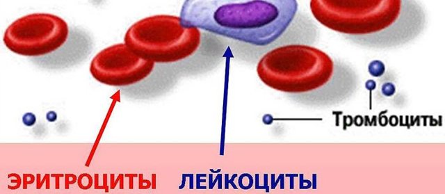 Тромбоциты повышены в крови у взрослого, о чем это говорит