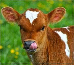 Солкосерил мазь и гель - инструкция по применению, аналоги