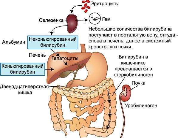 Что это значит билирубин? Норма,повышенный билирубина в крови