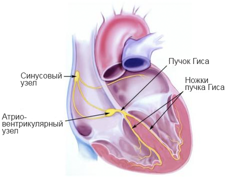 Работа сердца и сосудов. Систола и диастола в строении сердца.