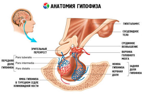 Пссг гормон что это такое - Про щитовидку