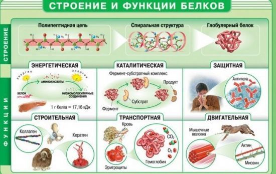 Общий белок в крови - норма