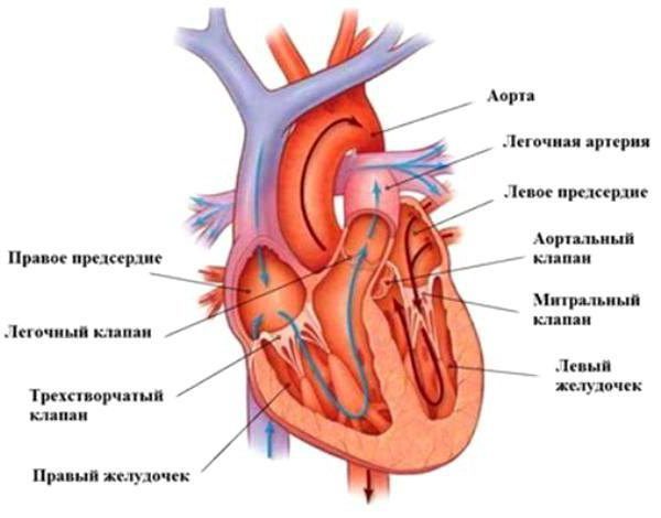 Как устроено сердце человека, каковы его функции?