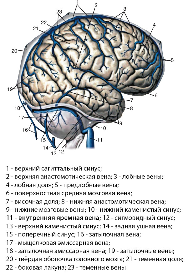 Что такое Яремная вена?