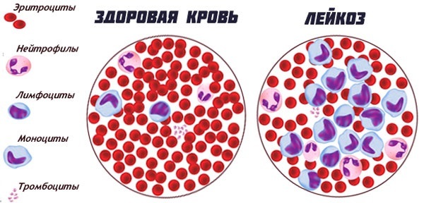 Фибриноген выше нормы – что это значит, что это такое, что делать? Фибриноген в крови – норма у женщин