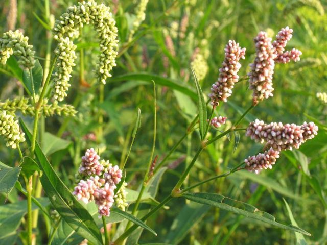 Народные способы лечения геморроя