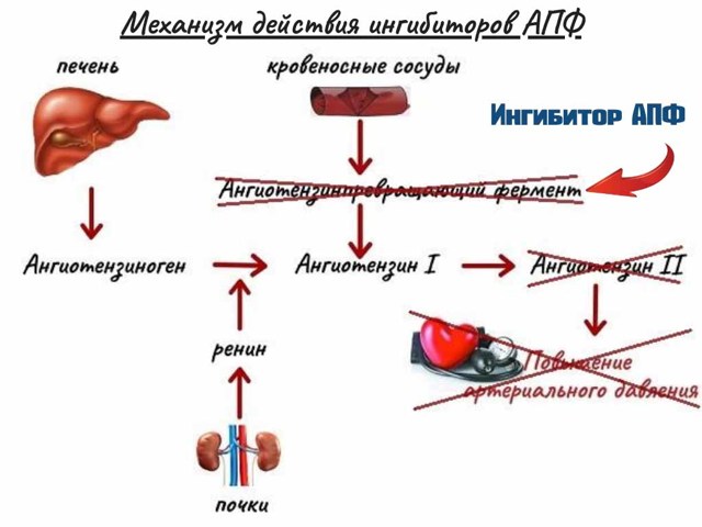 Ингибиторы АПФ, механизм действия, показания и классификация