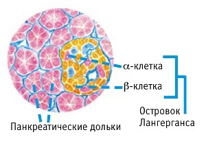 Норма инсулина в крови у женщин: таблица по возрасту