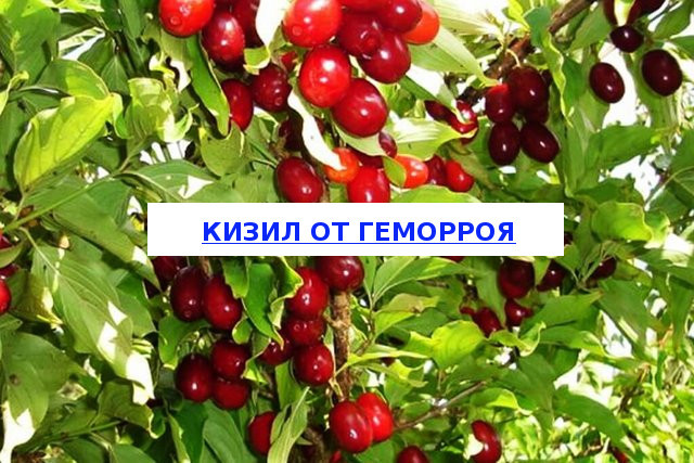 Кизил от геморроя: лечение и полезные свойства