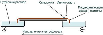 Белки плазмы крови – их функции в организме, фракции и их характеристика