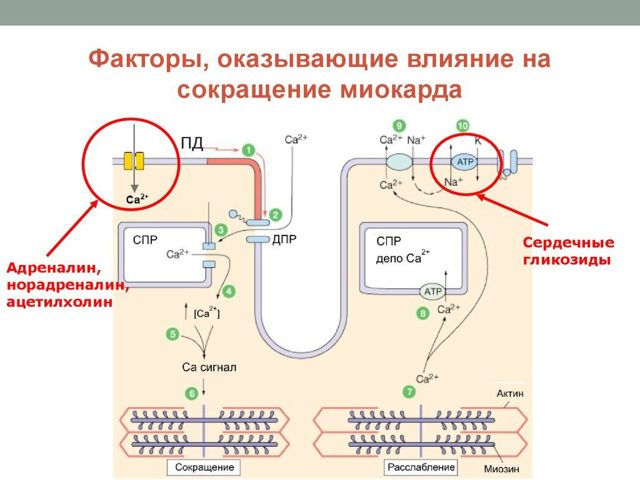 Старение сердечно-сосудистой системы. Сократительная способность миокарда