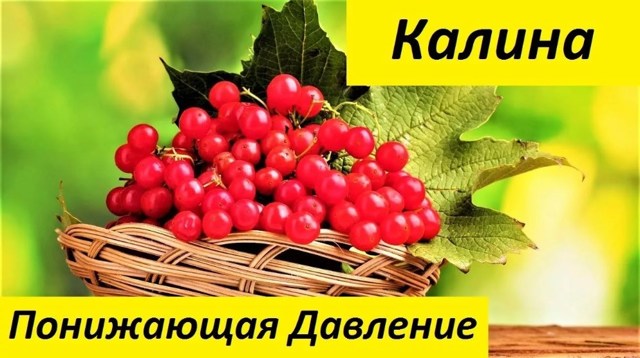 Калина при гипертонии