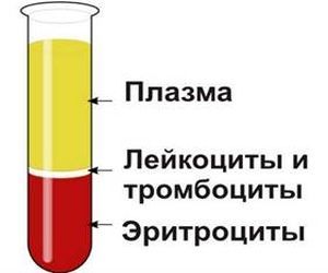 Клетки крови человека функции